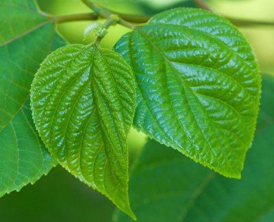 Hovenia dulcis - dužistopka sladká - list vývoj